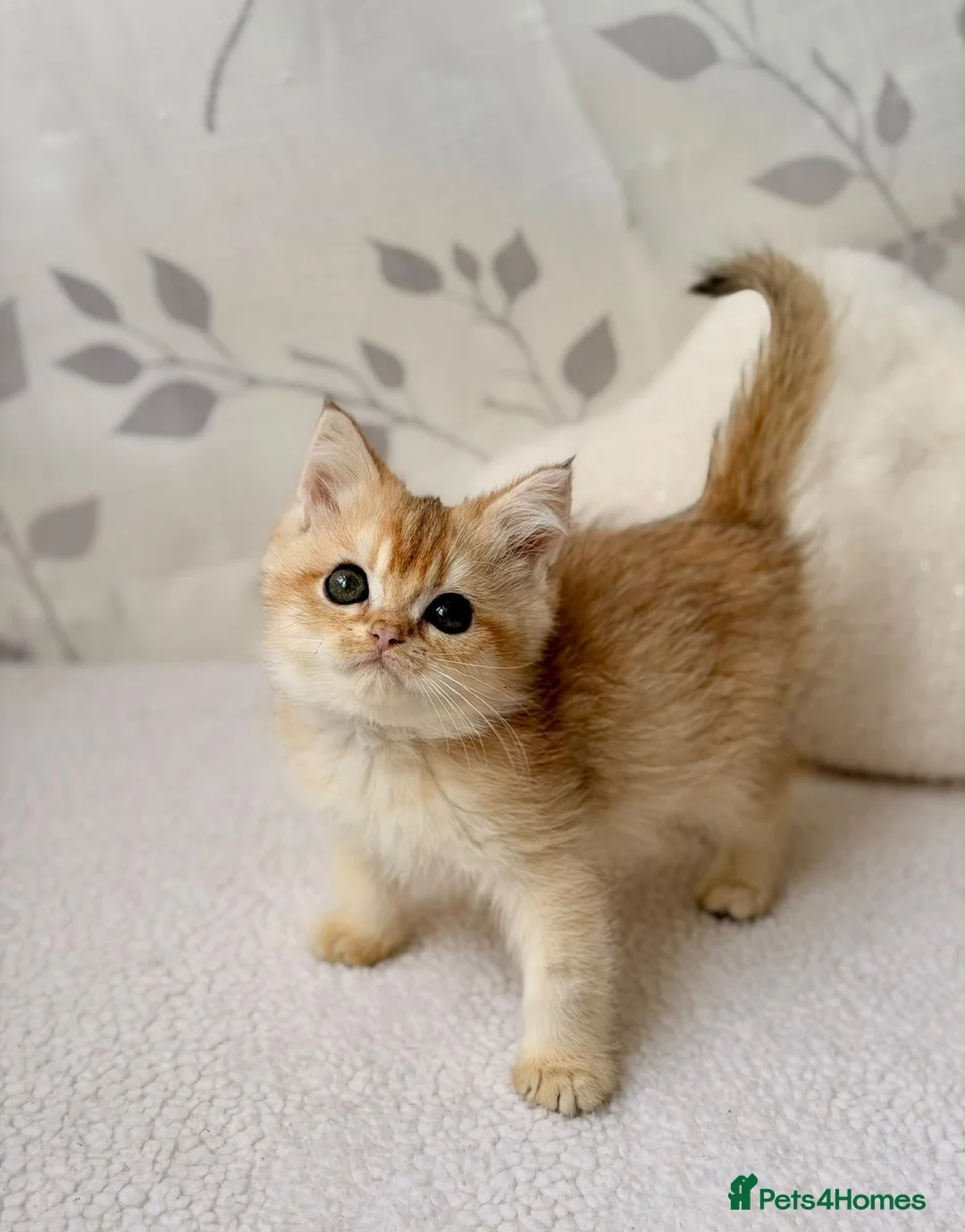 British Shorthair cats for sale: Golden British short hair for sale. Female - Advert 1