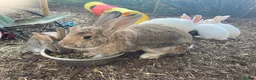 Continental Giant rabbits for sale: 🐰 Beautiful Pure-Bred Continental Giant Rabbits - Advert 14