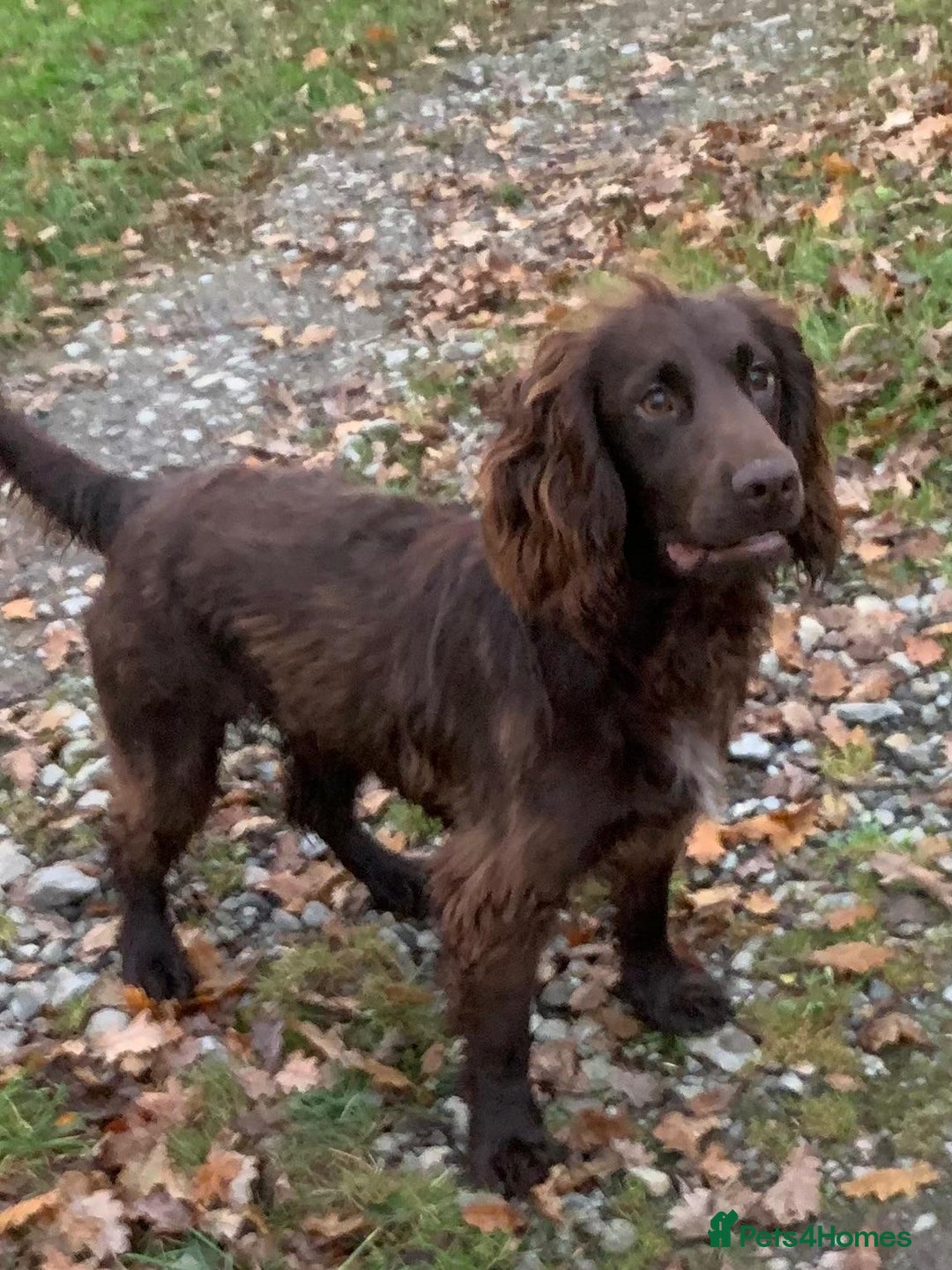 Cocker Spaniel dogs for sale: Working Cocker Spaniels. - Image 19