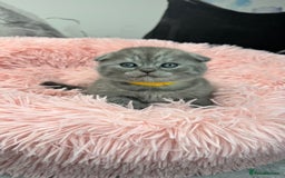 Scottish Fold cats for sale: Scottish fold adorable kitties 🐾  - Image 8