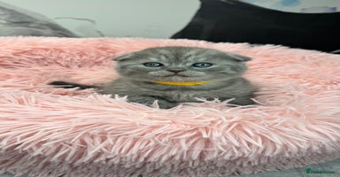 Scottish Fold cats - Advert 7