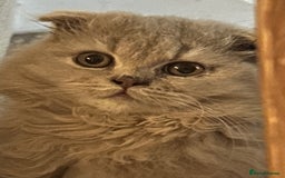 Scottish Fold cats for sale: 🩷Scottish fold kittens Ready Now 🩷 - Image 2