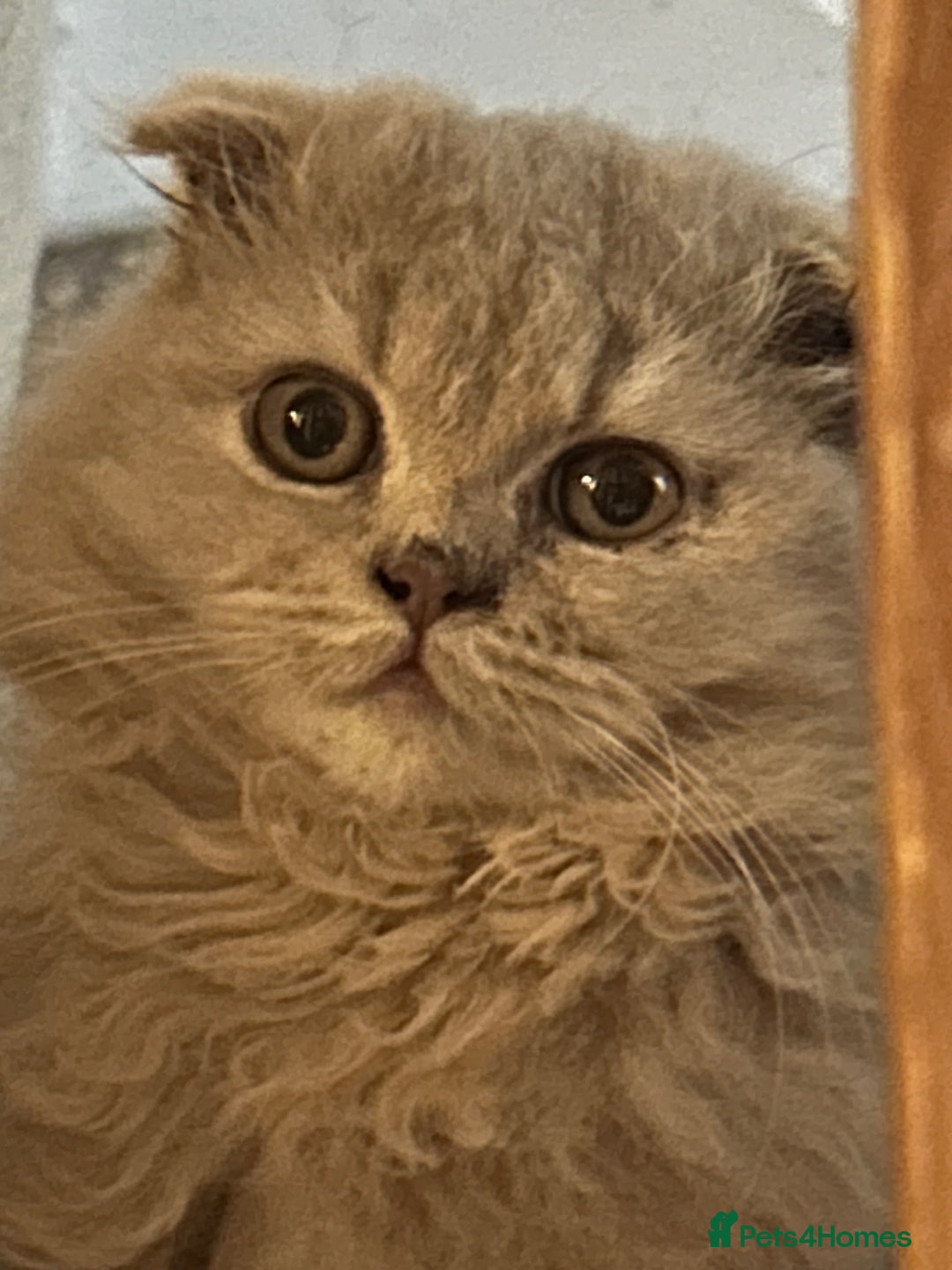 Scottish Fold cats for sale: 🩷Scottish fold kittens Ready Now 🩷 - Image 2