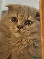 Scottish Fold cats - Advert 3