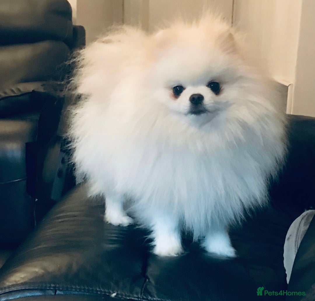 Pomeranian dogs for sale: Stunning Kc-reg boys 🌟🌟🌟🌟🌟 - Image 21