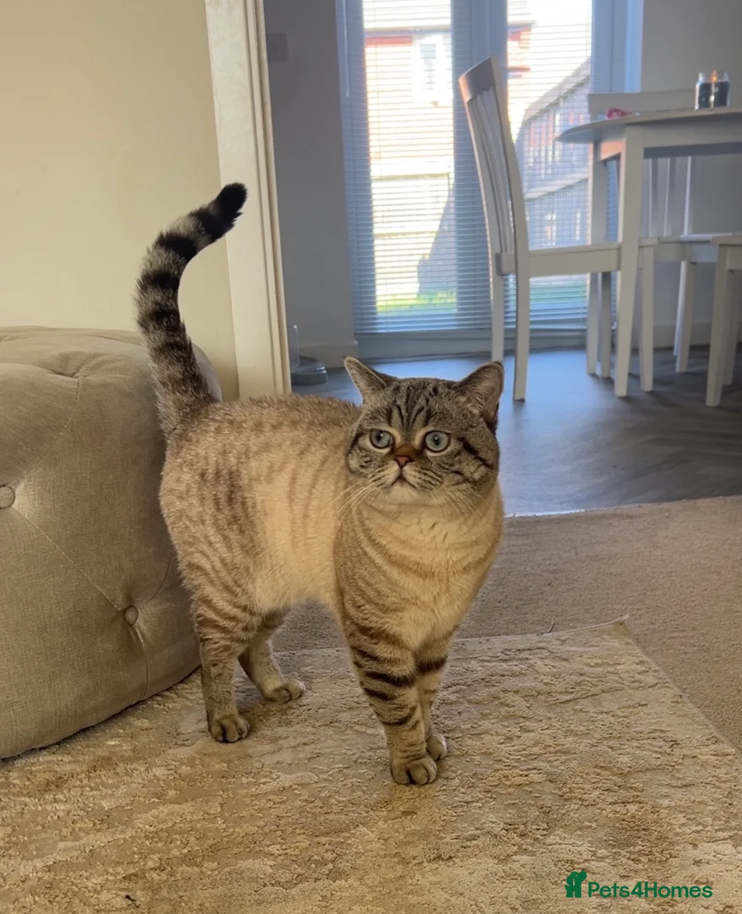 Scottish Fold cats for sale: Rare Scottish Fold x Scottish Straight Kittens 🌟 in Derby - Advert 2