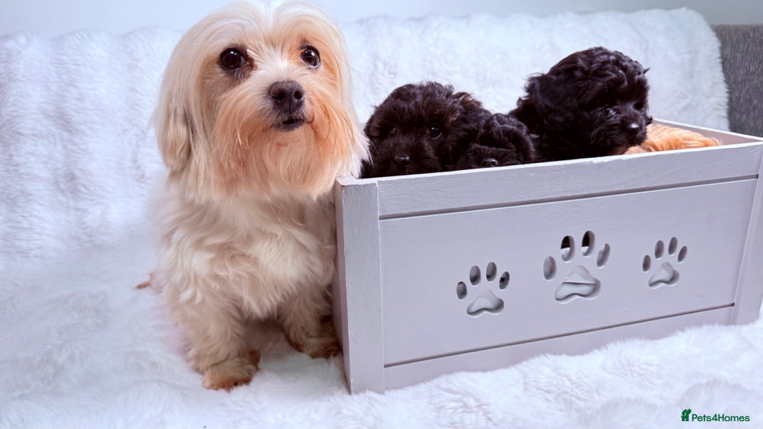 Maltipoo dogs for sale: ✨ Adorable Maltipoo Puppies Ready for New Homes ✨ - Image 6