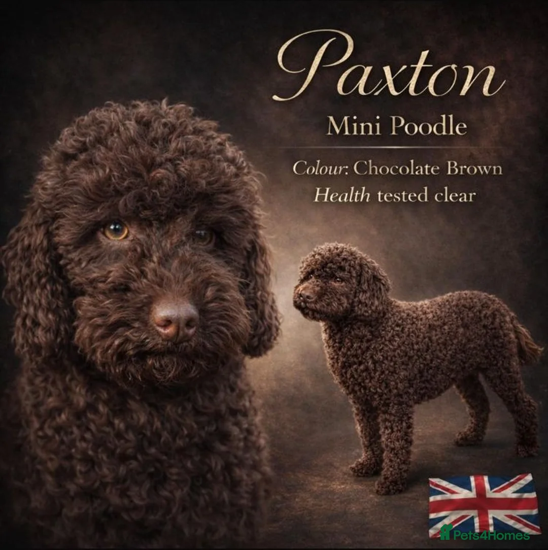 Miniature Poodle dogs for stud: Presenting PAXTON for Stud - Advert 1