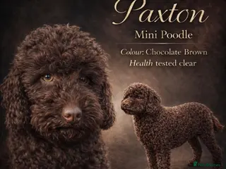 Miniature Poodle dogs Presenting PAXTON for Stud - Advert 2