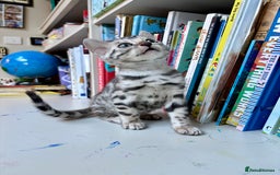 Bengal cats for sale: Female Bengal kitten available now - Image 9
