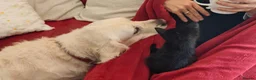 Mixed Breed cats for sale: Beautiful black kittens for sale. in Alloa - Advert 4