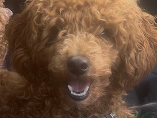 Toy Poodle dogs for sale: Our 10 Month Old Red Toy Poodle Waffle ❤️ - Advert 1