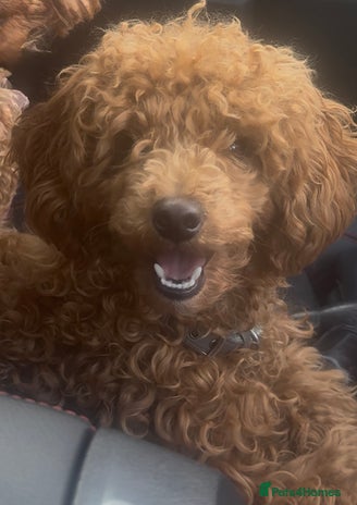 Toy Poodle dogs Our 1 year old Red Toy Poodle Waffle ❤️ - Advert 1