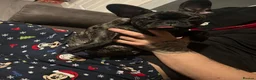 French Bulldog dogs for sale: Luna (please read description) - Advert 4