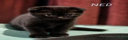 Mixed Breed cats for sale: Scottish Fold & Scottish straight Cross kittens  in Antrim - Advert 3