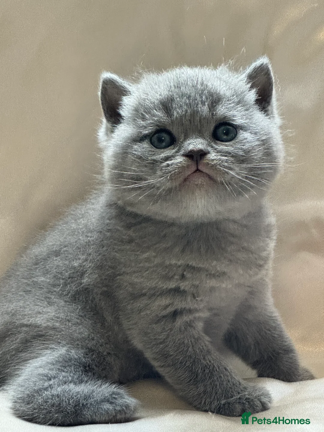 British Shorthair cats for sale: British shorthair kittens  - Advert 13