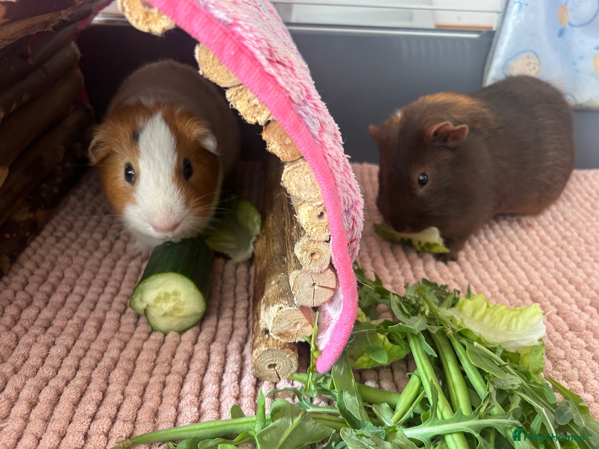 Guinea Pig rodents Guinea Pigs - Advert 16