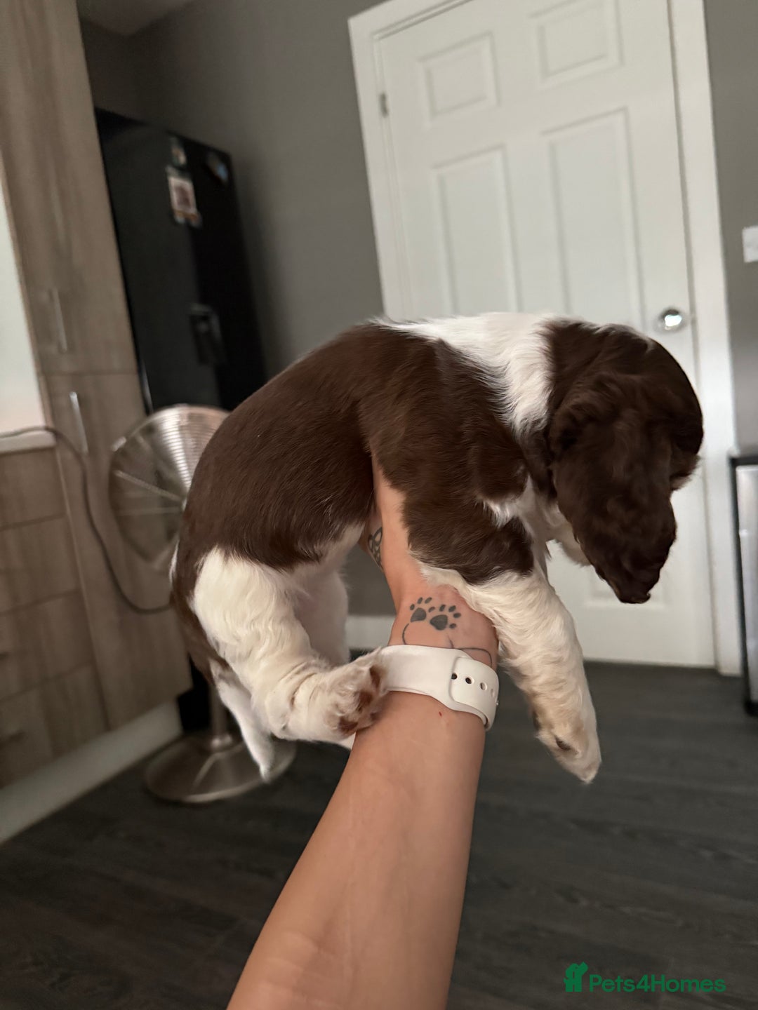 Cocker Spaniel dogs for sale: Chocolate Roan & Tan Cocker Spaniel Girl - Image 21