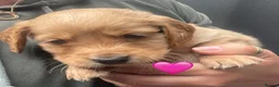 Mixed Breed dogs for sale: Beautiful Cocker GoldMaraner puppies  - Advert 5