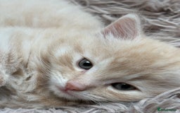 Bengal cats for sale: Bengal Mixed Litter - 2 Ginger & 1 Blue/Grey - Image 16