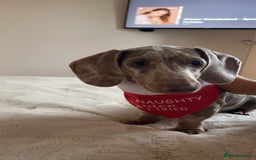 Dachshund dogs for sale: Minatare Dachshund  - Image 3