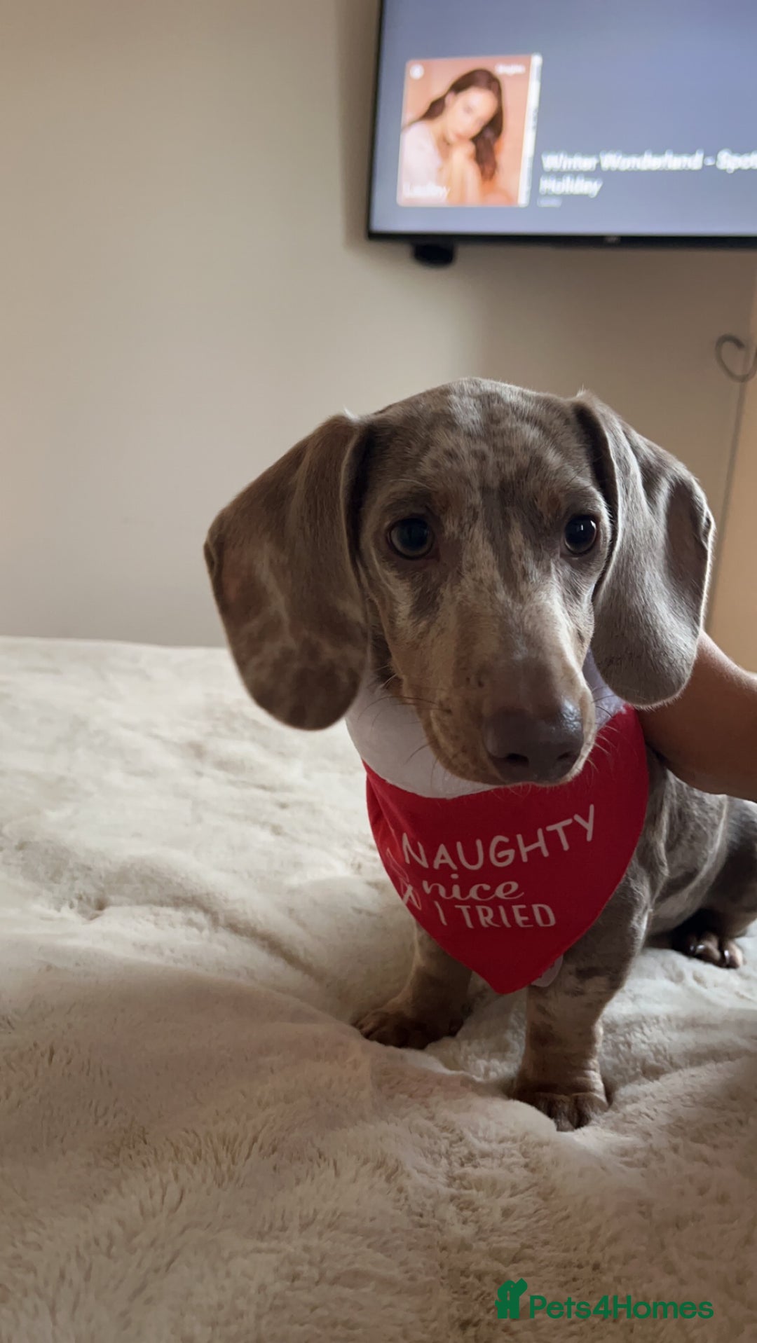 Dachshund dogs for sale: Minatare Dachshund  - Image 3