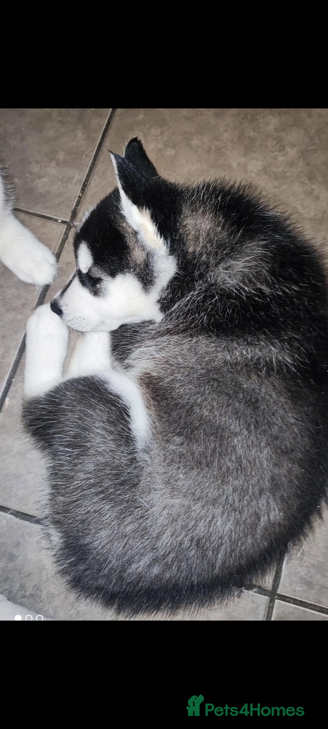 Utonagan dogs for sale: Maliky/ huskymute puppies  - Advert 7