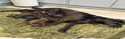 Flat coated Retriever dogs for sale: Stunning RKC flat coated retrievers  - Advert 2