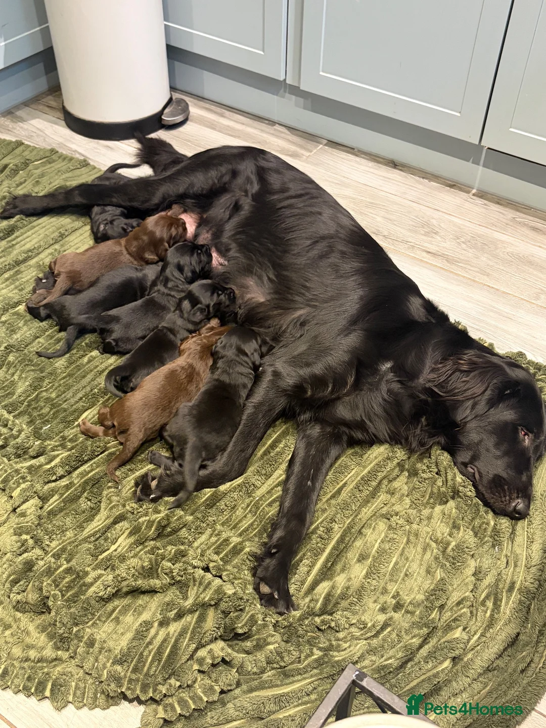 Flat coated Retriever dogs for sale: Stunning RKC flat coated retrievers  - Advert 2