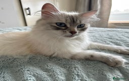 Siberian cats for sale: 😍 Siberian Neva Masquerade kittens 😍 - Image 16