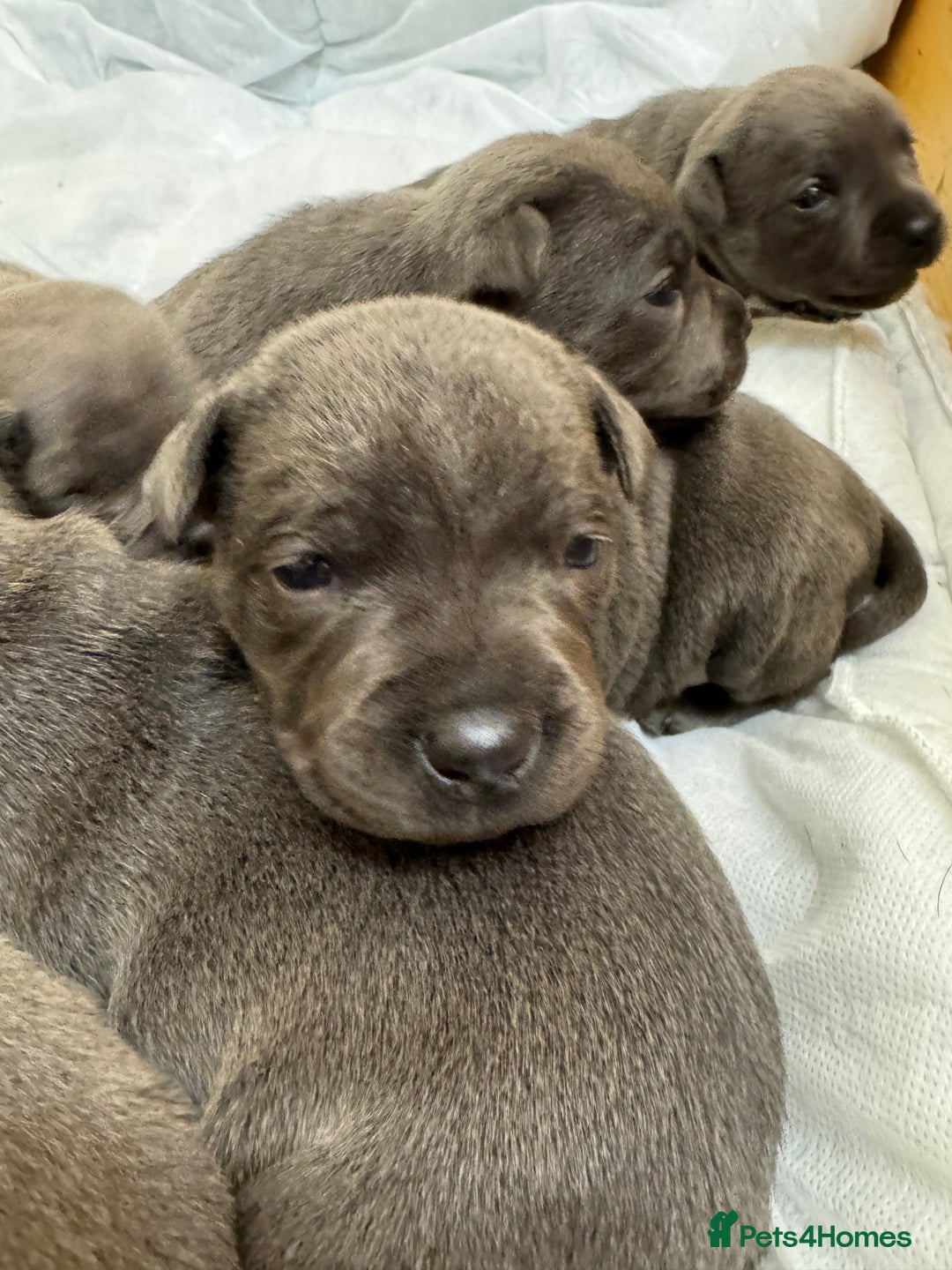 Staffordshire Bull Terrier dogs for sale: KC & DNA tested Staffordshire Bull Terrier Puppies - Advert 7
