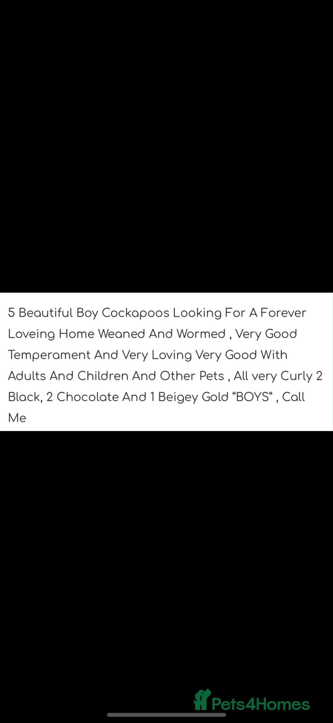 Cockapoo dogs for sale: 5 beautiful cockapoos boys for sale in Dartford - Advert 12