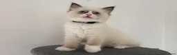 Ragdoll cats for sale: 100% original ragdoll no outcross. - Advert 4