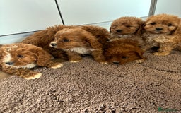 Cavapoo dogs for sale: Gorgeous cavapoos  - Image 22