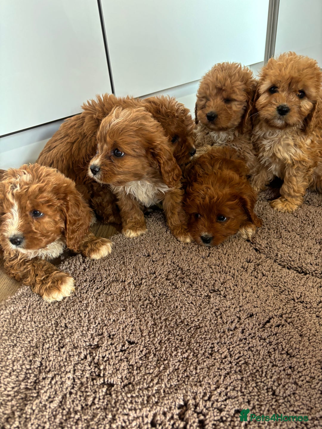 Cavapoo dogs for sale: Gorgeous cavapoos  - Image 22
