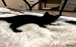 Mixed Breed cats for sale: Little Moggy Kitten for sale  - Image 3