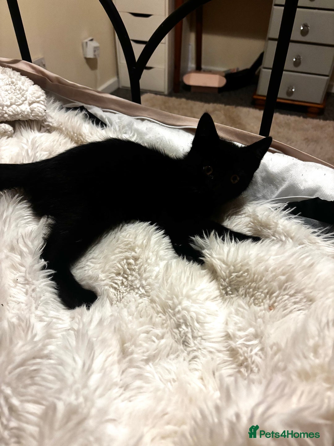 Mixed Breed cats for sale: Little Moggy Kitten for sale  - Image 3