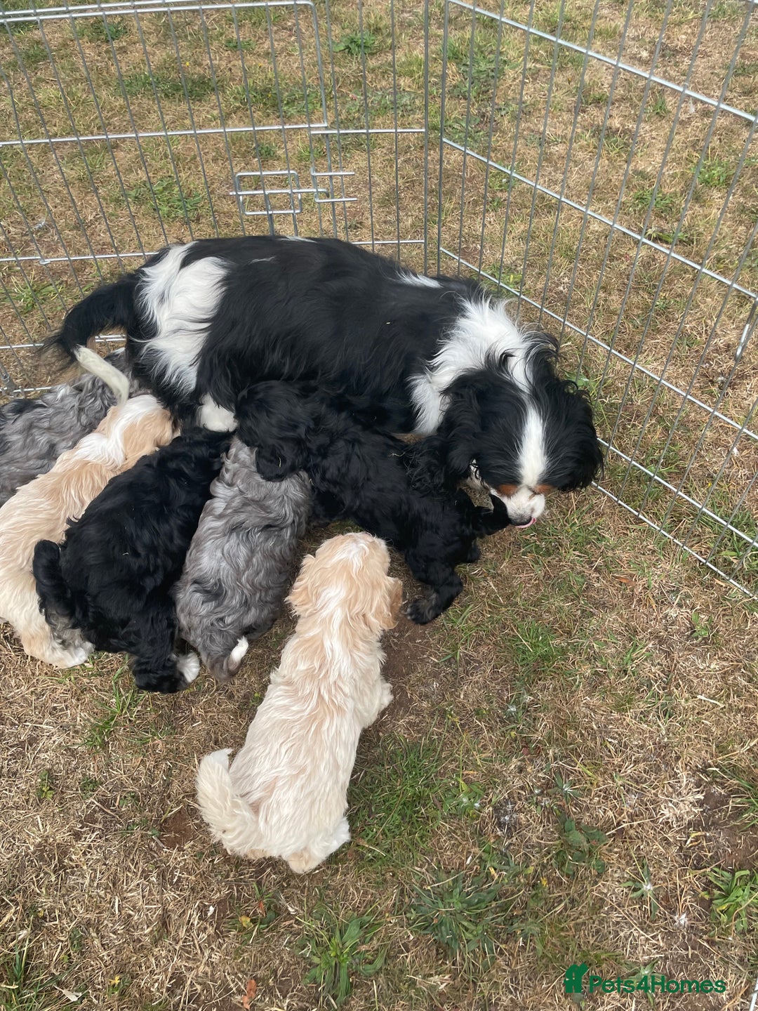 Cavapoo dogs for sale: Stunning Cavapoo puppies  - Image 16