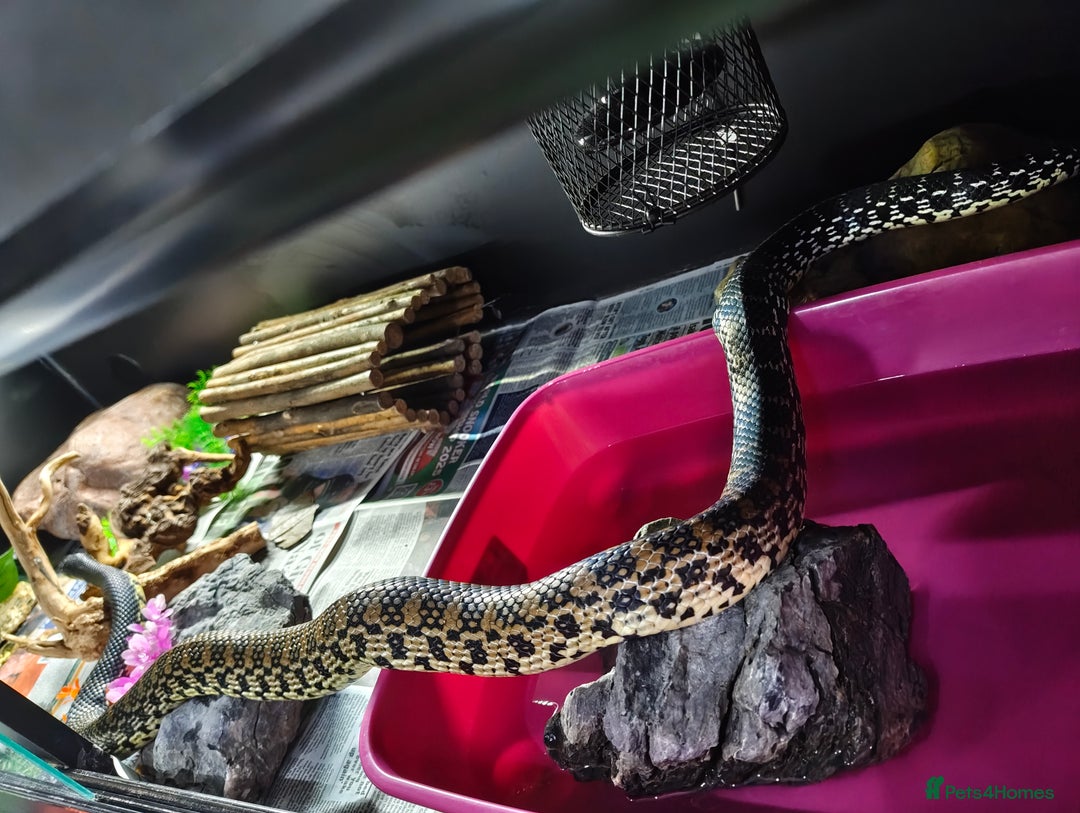Snake reptiles for sale: Madagascan Giant Hognose  - Image 4