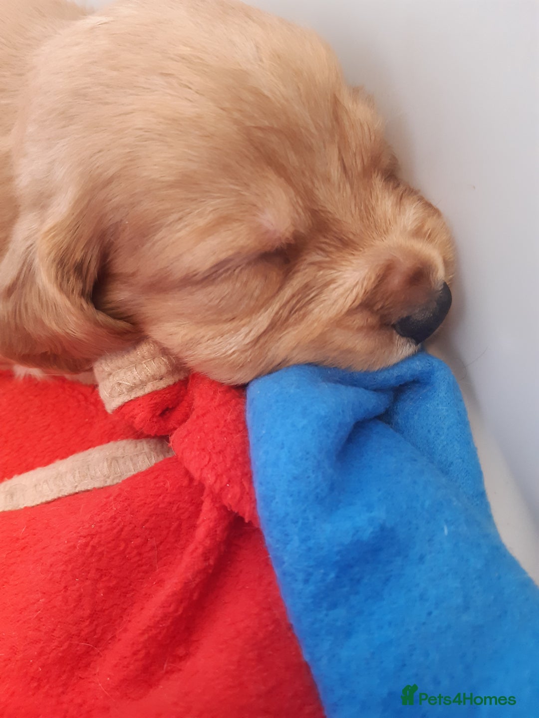 Cocker Spaniel dogs for sale: Kc registered cocker spaniel puppies - Image 16