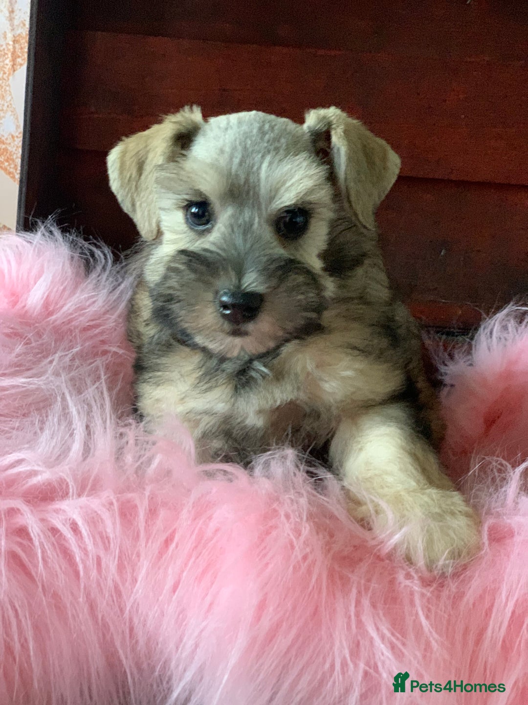 Platinum Silver Schnauzer Puppies Miniature Schnauzer Puppies