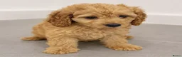 Cavapoo dogs for sale: Stunnng Cavapoo Puppies Ready For Their New Home - Advert 7