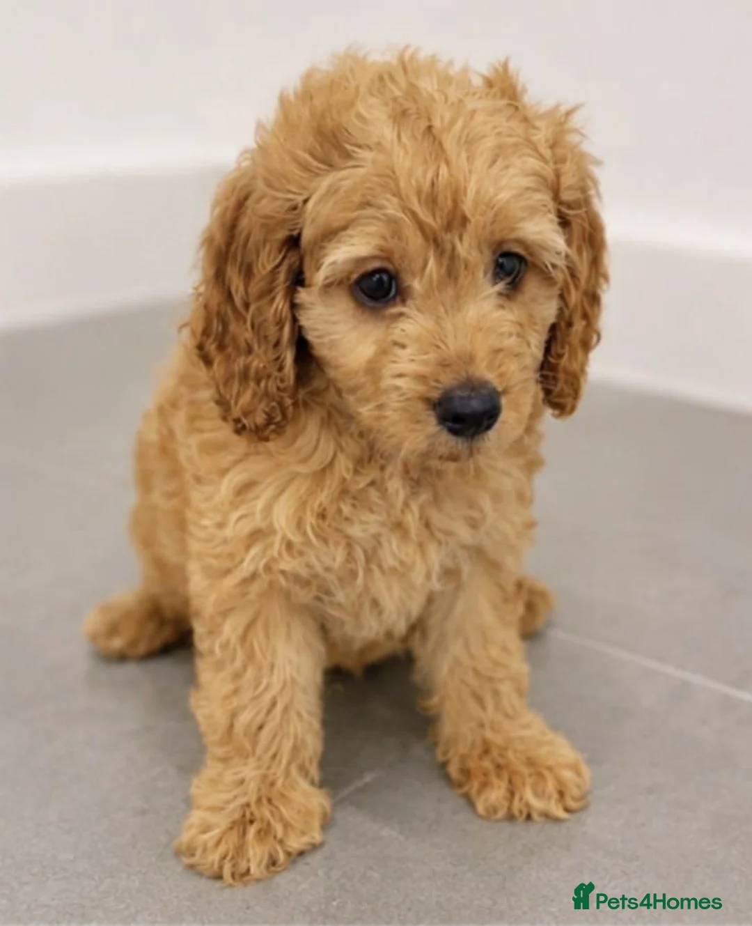 Cavapoo dogs for sale: Stunnng Cavapoo Puppies Ready For Their New Home - Advert 7