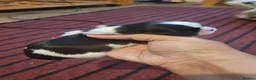 Shih Tzu dogs for sale: Blue and Dobie bloodline Imperial ShihTzu. - Advert 5
