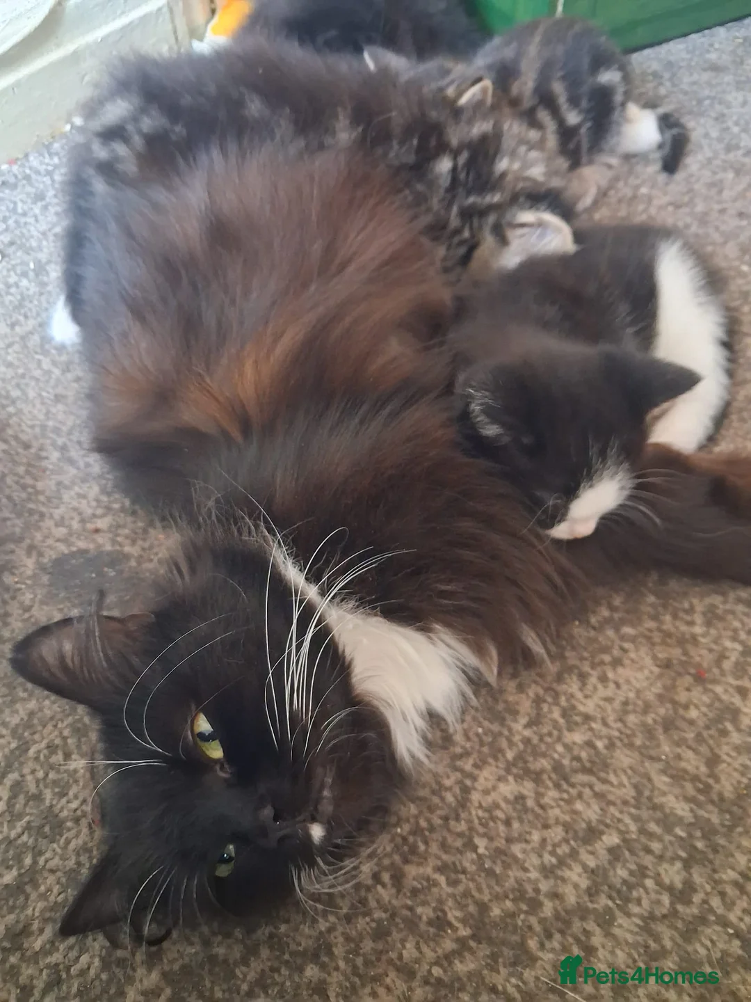 Mixed Breed cats for sale: Adorable kittens for sale 1 boy 3 girls - Advert 11