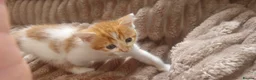 Domestic Shorthair cats for sale: Ginger females & tuxedo male - Advert 2