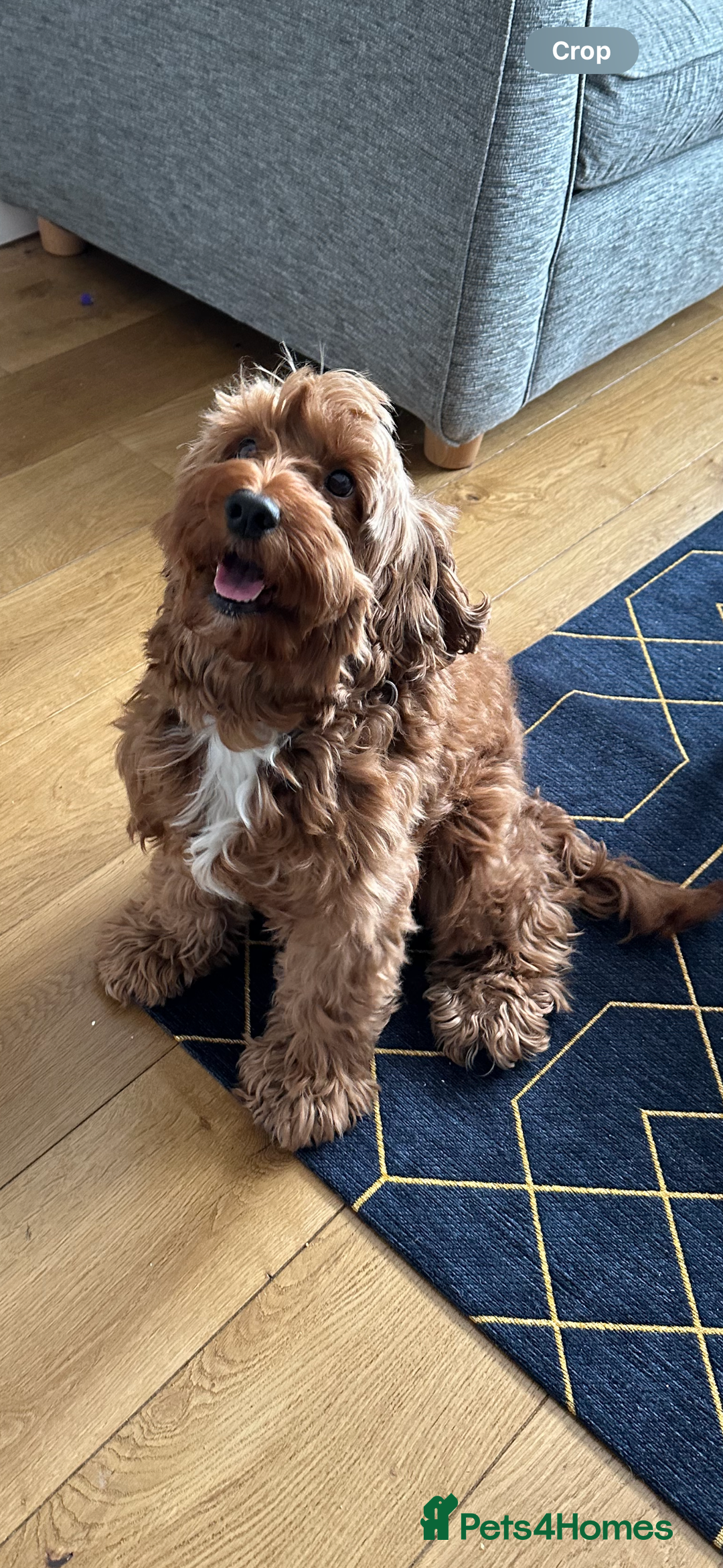 Cockapoo dogs for sale: Adult Cockapoo 8 years old  - Advert 2