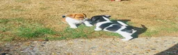 Jack Russell dogs for sale: 5 Gorgeous Puppies  in London - Advert 2