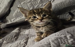 Russian Blue cats for sale: Mix Russian Blue and Maine Coon - Image 9