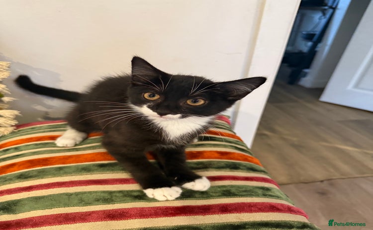 Mixed Breed cats - Advert 12